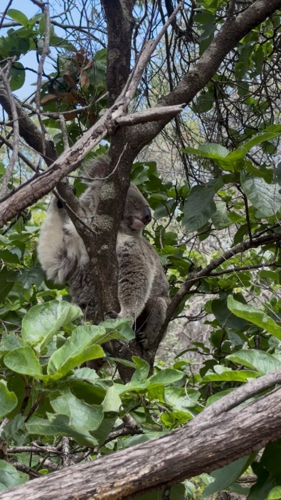A koala sitting on a tree branch surrounded by green leaves.